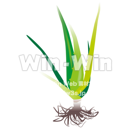 アロエのCG・イラスト素材 W-021900