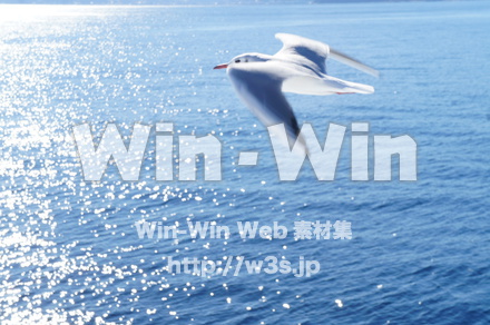 カモメの写真素材 W-021575