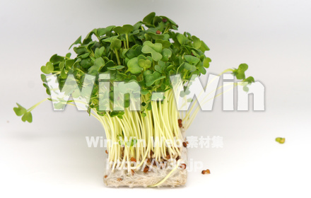 穎割れ大根の写真素材 W-022380