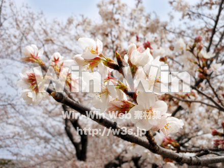 さくらの写真素材 W-022971