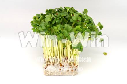 穎割れ大根の写真素材 W-022384