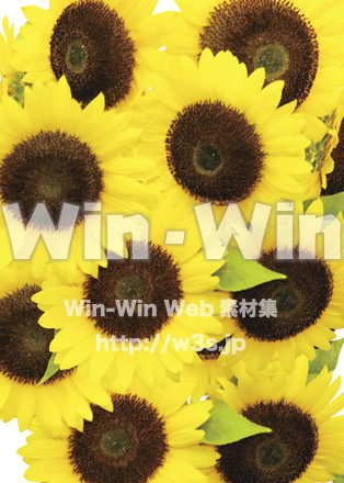 向日葵背景の写真素材 W-022174