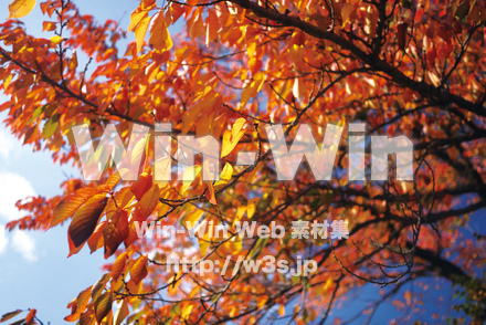 紅葉の写真素材 W-022582