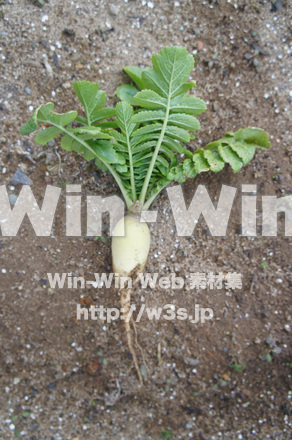 大根02の写真素材 W-022002