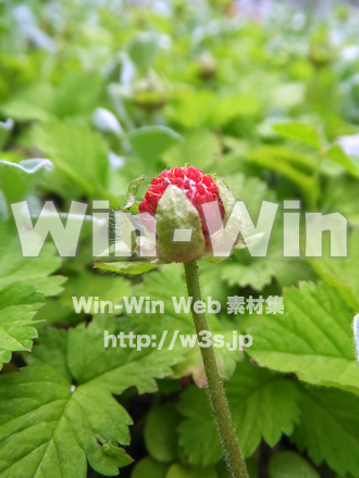 ヘビイチゴの写真素材 W-022608
