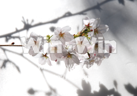 桜の写真素材 W-022097