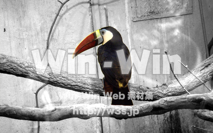 鳥の写真素材 W-022589