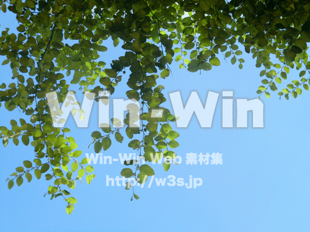 葉の写真素材 W-023820