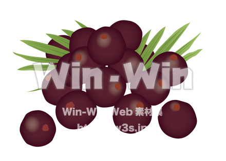 アサイーのCG・イラスト素材 W-022103