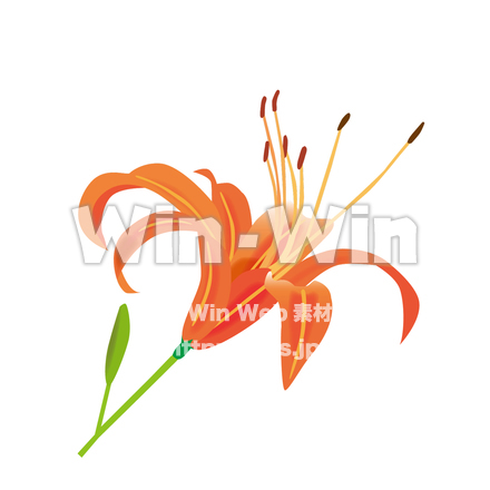 クワンソウのCG・イラスト素材 W-022106