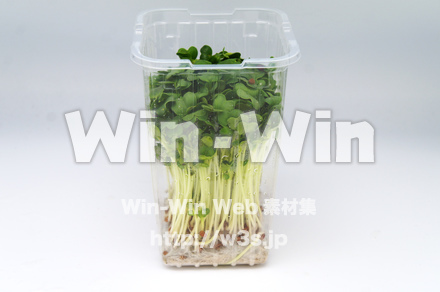 カイワレダイコンの写真素材 W-022381