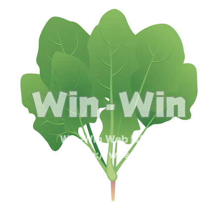 ほうれん草のCG・イラスト素材 W-022147