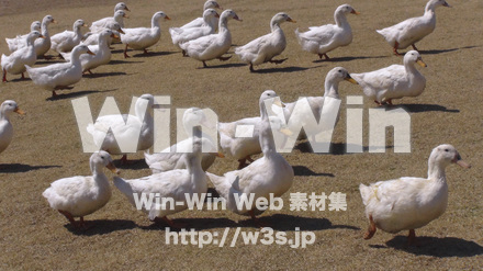 アヒルの大行進の写真素材 W-023817