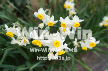 水仙の写真素材 W-022001