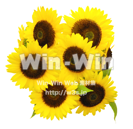 ひまわり切り抜きの写真素材 W-022146