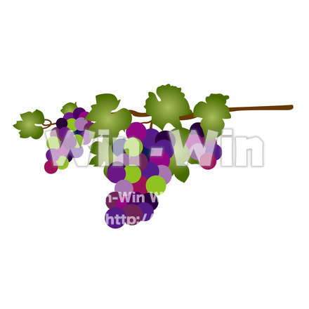 ぶどうの枝のCG・イラスト素材 W-023037