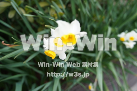 水仙の写真素材 W-022000