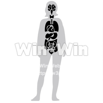 臓器のシルエット素材 W-022130