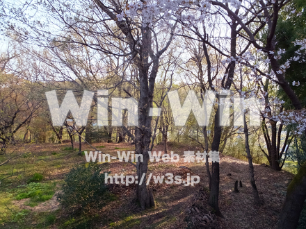 早春の朝の写真素材 W-022606