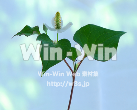 どくだみの写真素材 W-022161