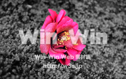 椿の写真素材 W-022590