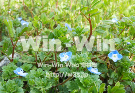 ツユクサの写真素材 W-022812