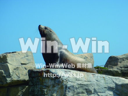 アザラシの写真素材 W-022581