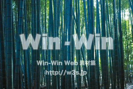 竹林の写真素材 W-022586