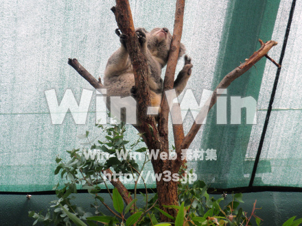 コアラの写真素材 W-022577