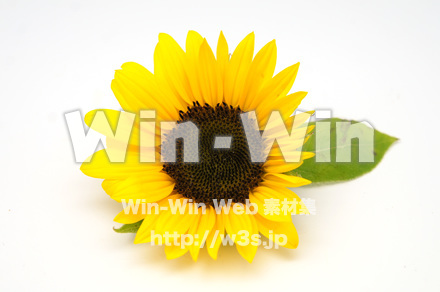 向日葵の写真素材 W-024260