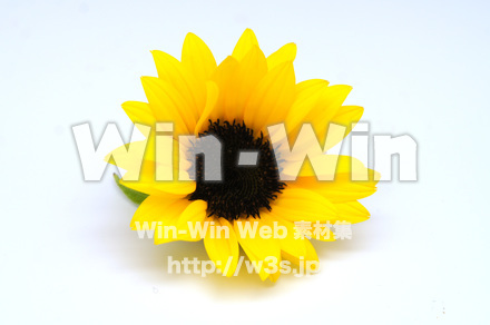 向日葵の写真素材 W-024266