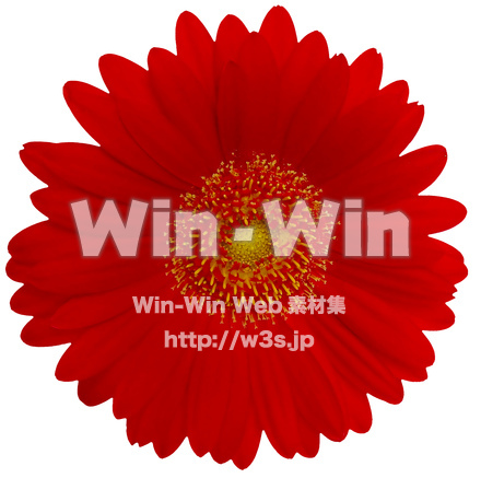 ガーベラ（7/7）の写真素材 W-024337