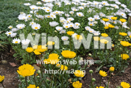 デイジーの写真素材 W-024832