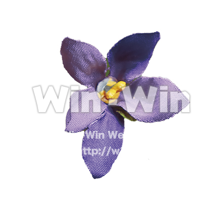 すみれ4の写真素材 W-025355