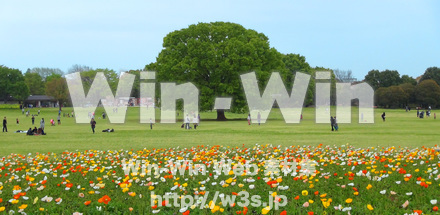 公園の写真素材 W-024053