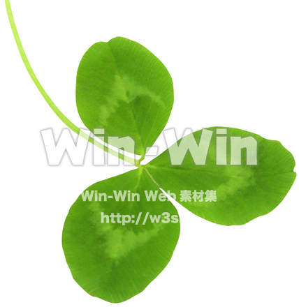 クローバー（5/10）の写真素材 W-024372