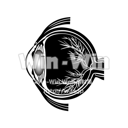 眼球の断面図のシルエット素材 W-024863