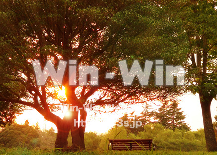 こもれび（ゆうひ）の写真素材 W-024569