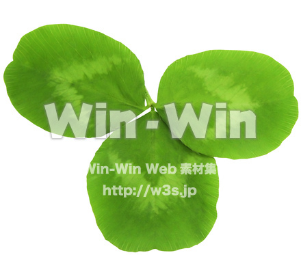 クローバー（2/10）の写真素材 W-024369