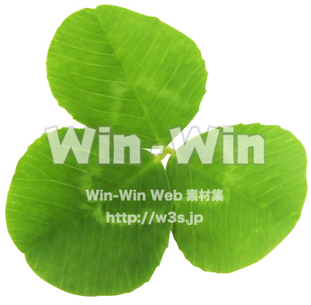 クローバー（7/10）の写真素材 W-024388