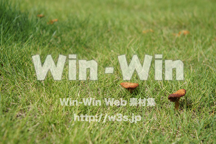 芝生にキノコの写真素材 W-024788