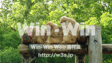 お猿たちの写真素材 W-024006