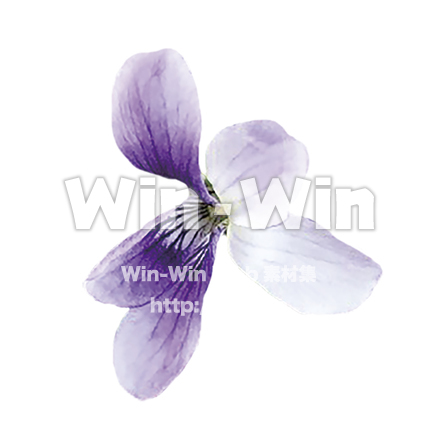 すみれ1の写真素材 W-025352