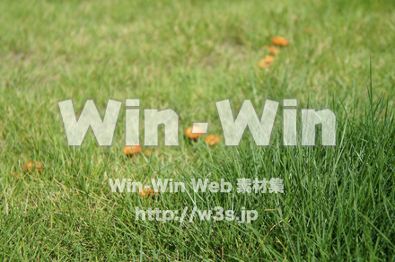 きのこの写真素材 W-024789