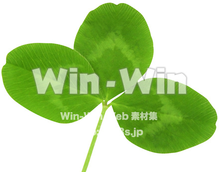 クローバー（4/10）の写真素材 W-024371