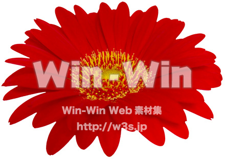 ガーベラ（4/7）の写真素材 W-024334