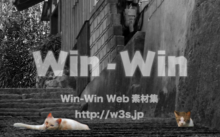 ねこ2匹の写真素材 W-024191