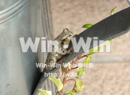 かえるの写真素材 W-025291