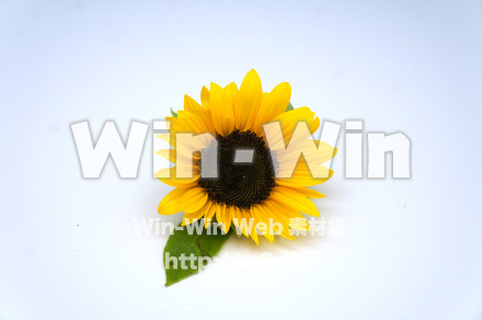 向日葵の写真素材 W-024259