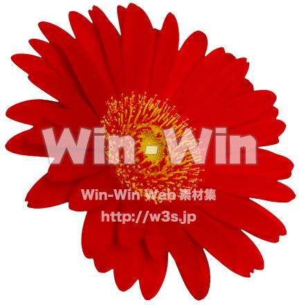 ガーベラ（6/7）の写真素材 W-024336
